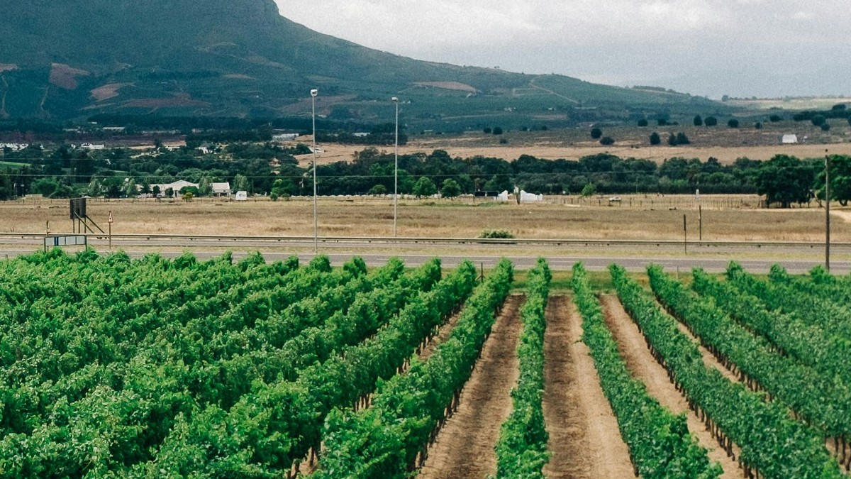 A Guide to AI for Agriculture and Food Security in Africa
